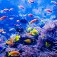 beautiful-underwater-world-small.jpg